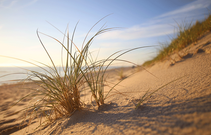 Strandgras auf Sylt 
