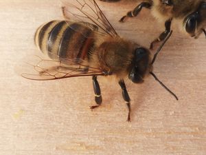 Biene Großaufnahme - Bienenmäßig drauf im DJH BW