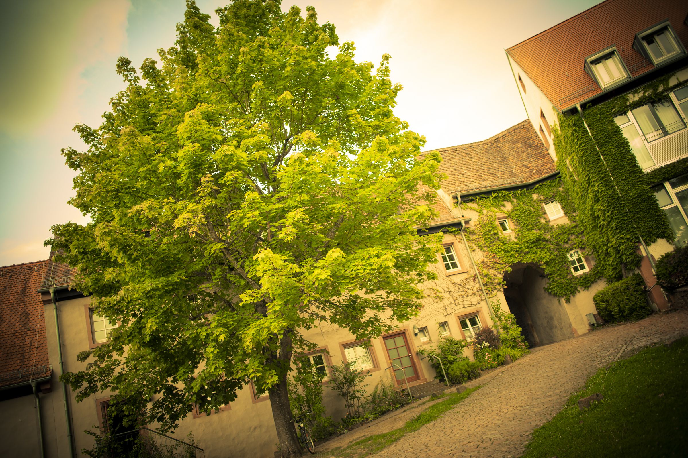 Eingang der Burg Rothenfels mit einem großen Baum im Vordergrund. Farben stark übersättigt.