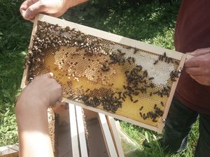 Honigwabe - Bienenmäßig drauf im DJH BW