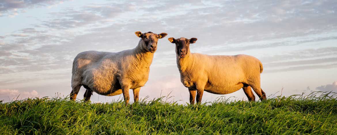 Zwei Schafe auf einem Deich