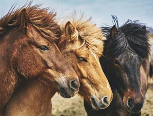 Drei Ponys auf Wiese in den Reiterferien