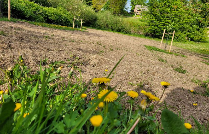 Eingesätes Feld, auf dem eine Blumenwiese für Bienen und Insekten entstehen wird