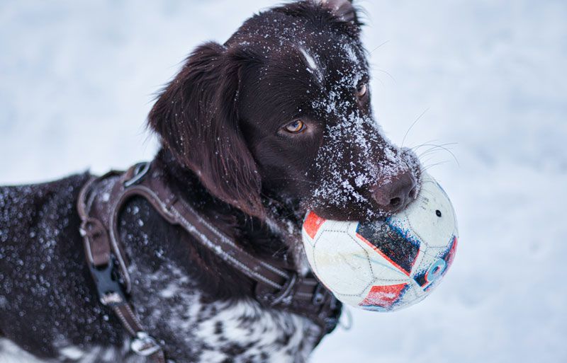 Hund mit Ball im Schnee in Winterberg bei der Jugendherberge