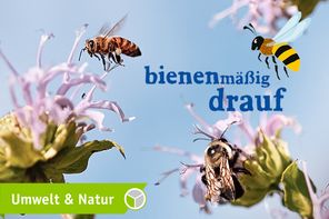 Bienenmäßig drauf - Bienenjahr Freiburg International