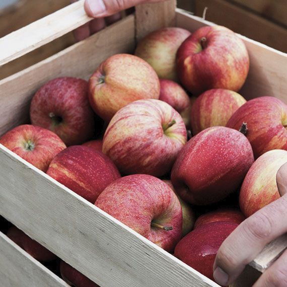 Eine Obstkiste aus Holz, in der sich um die fünfzehn rote knackige frische Äpfel in Bio-Qualität befinden.