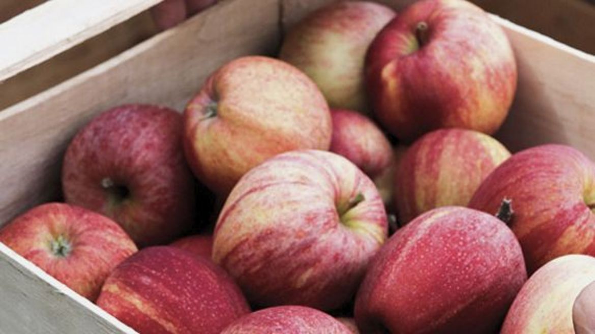 Eine Obstkiste aus Holz, in der sich um die fünfzehn rote knackige frische Äpfel in Bio-Qualität befinden.