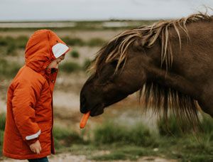Junge füttert Pferd mit Moehre in den Reiterferien