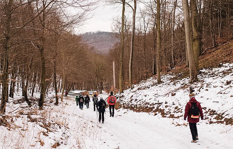 Gruppe wandert über einen verschneiten Waldweg im Harz 