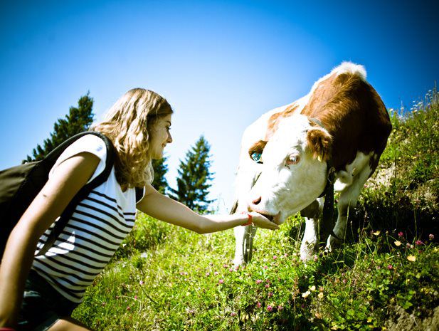 Erlebnis in der Natur, Mädchen füttert Kuh auf einer Wiese