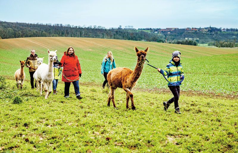 Familie auf einer Alpakawanderung auf einem freien Feld 