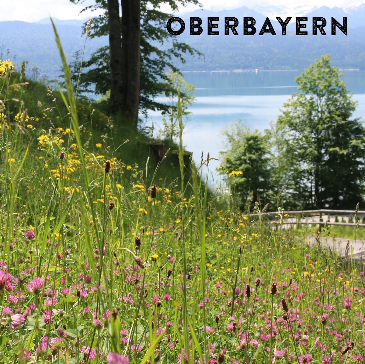 Das Foto zeigt eine blühende Wiese in einer Straßenkehre, im Hintergrund ein See. Oben rechts in schwarzer Schrift der Text "Oberbayern".