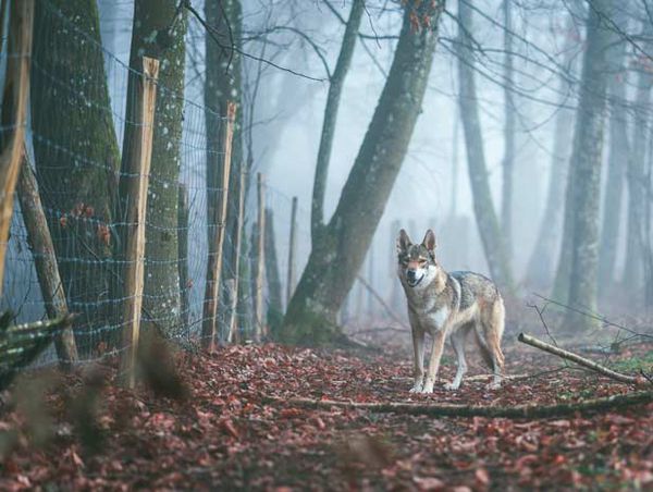 Wolf im Wald 