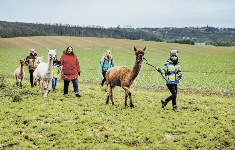 Familie auf einer Alpakawanderung auf einem freien Feld 