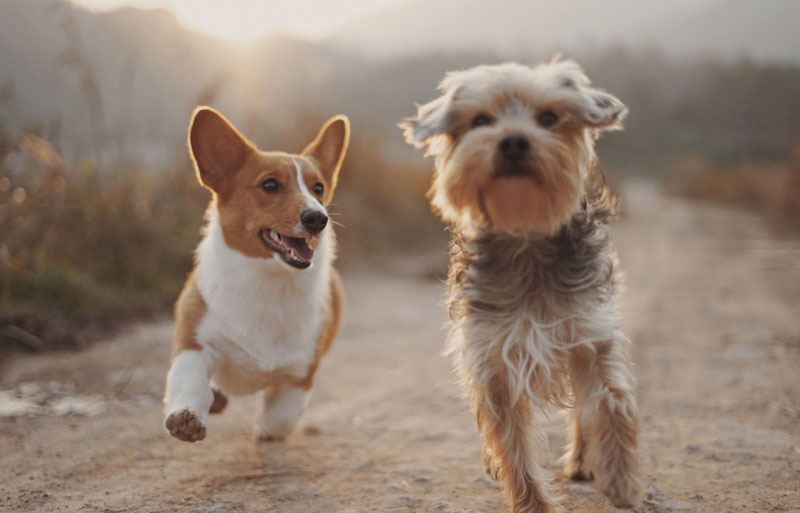 Zwei Hunde laufen außerhalb einer Jugendherberge