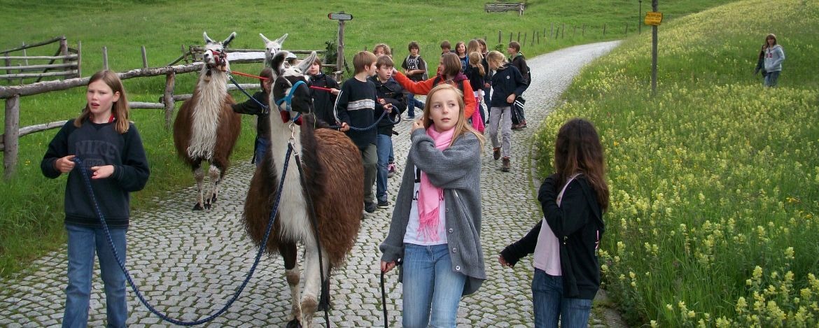 Gruppenreisende beim Spaziergang mit Lamas in Bayrischzell-Sudelfeld