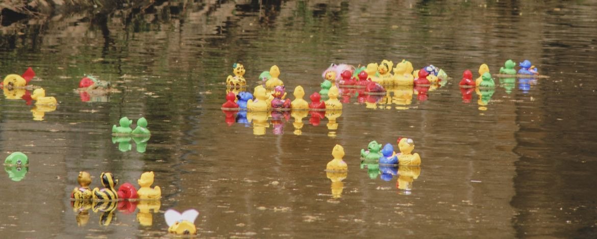 Entenrennen im Wasser Plastikenten im Fluss