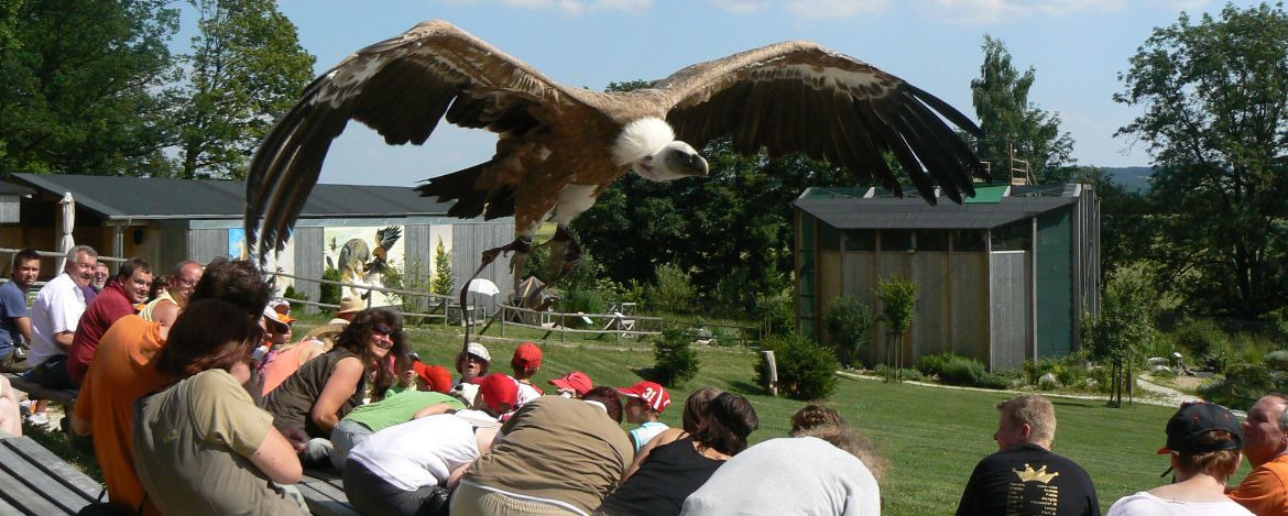 Der Greifvogelpark in direkter Nachbarschaft, die modernste Falknerei Europas