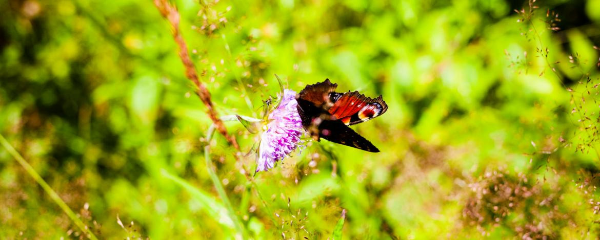 Schmetterling im Lebensraum Hecke