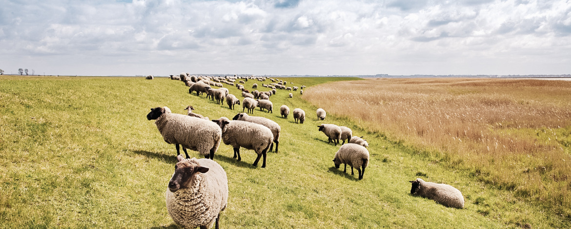 Schafswiese an der Nordsee