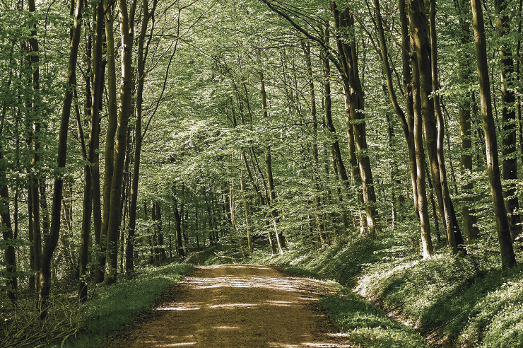 Road in a green forest