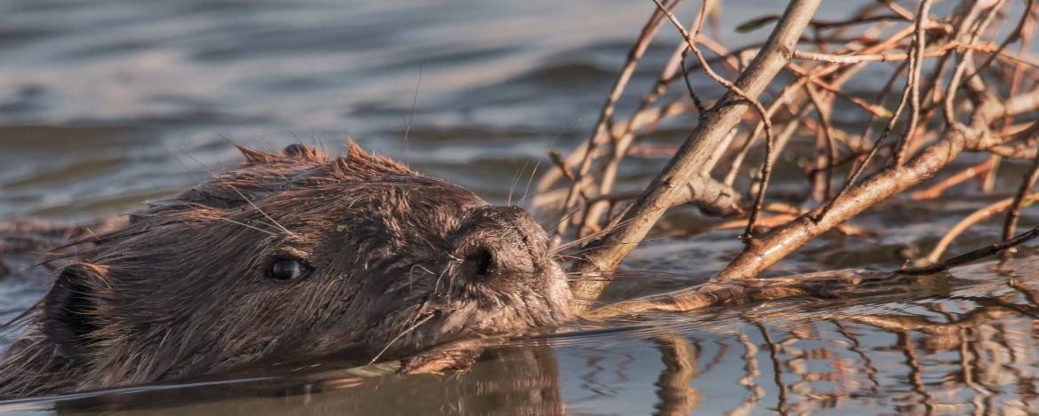 Beaver (Castor canadensis) swimming with branches for lodge;  Grand Teton NP;  Wyoming