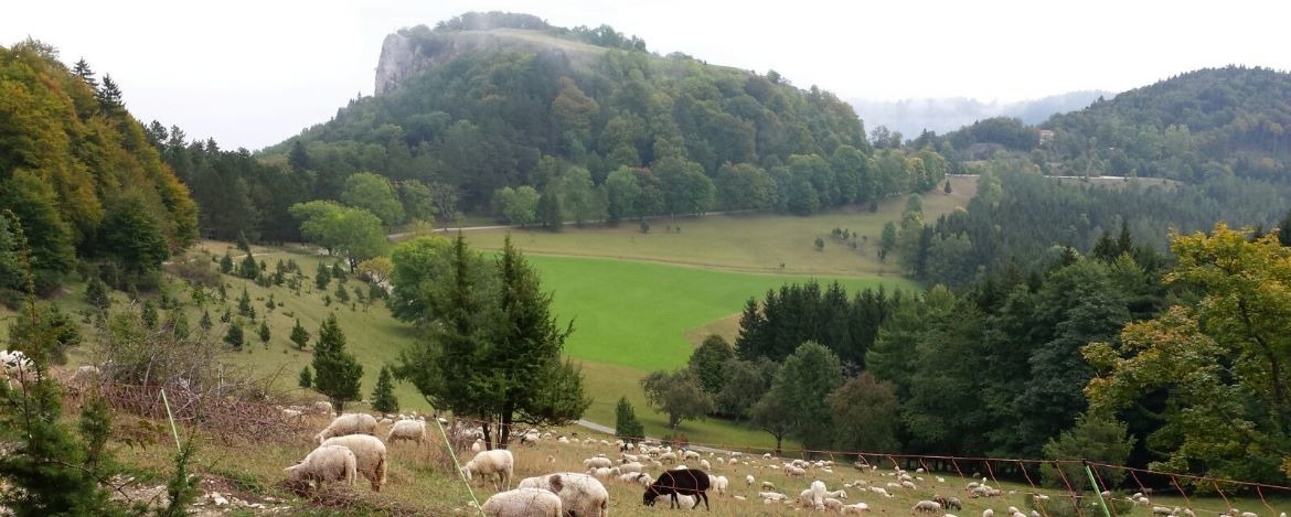 Schafe vor dem Lochenstein