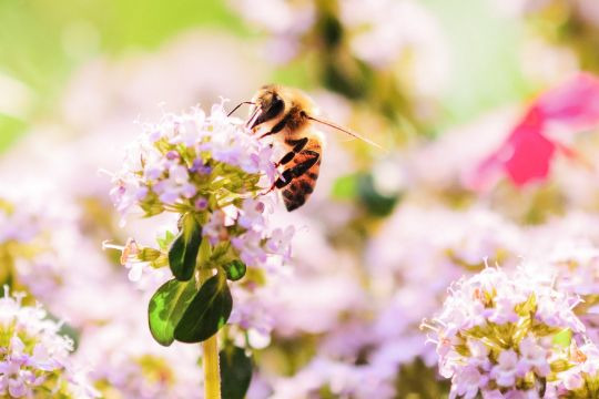 Jugendherberge Bienen, Kräuter und Natur